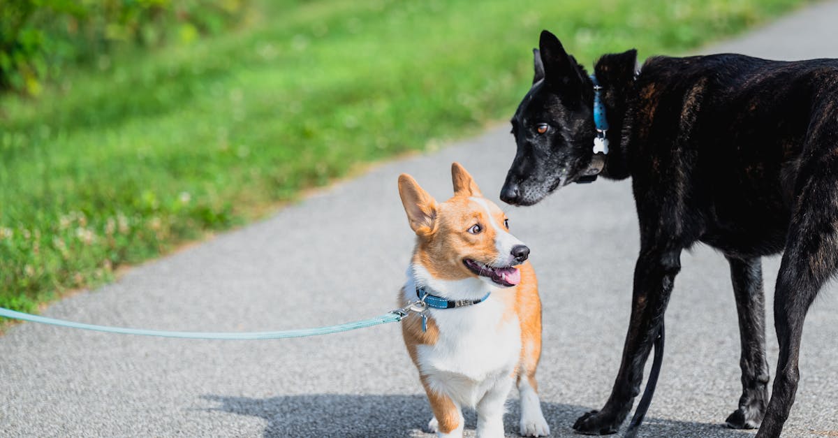 découvrez notre vaste sélection de colliers pour chiens, alliant confort et style. que vous cherchiez un collier en cuir élégant, un modèle coloré pour les promenades ou un collier résistant pour les aventures en plein air, nous avons ce qu'il vous faut pour votre compagnon à quatre pattes.