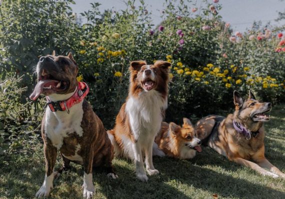 découvrez notre collection de colliers pour chiens alliant style et confort. des designs variés et des matériaux de qualité pour répondre aux besoins de votre compagnon à quatre pattes. trouvez le collier idéal pour votre chien dès aujourd'hui !